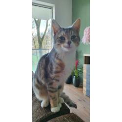 Lieve poes en kat zoeken een thuis.