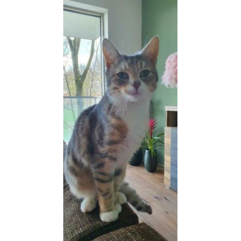 Lieve poes en kat zoeken een thuis.