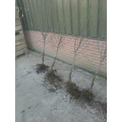 Oude fruitbomen