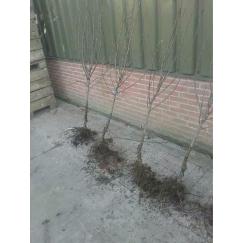 Oude fruitbomen