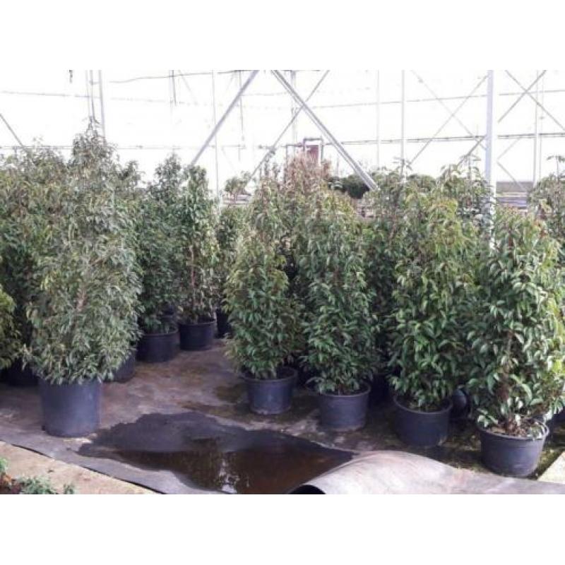 Wij hebben mooie Portugese laurier(Prunus lus. Angustifolia)