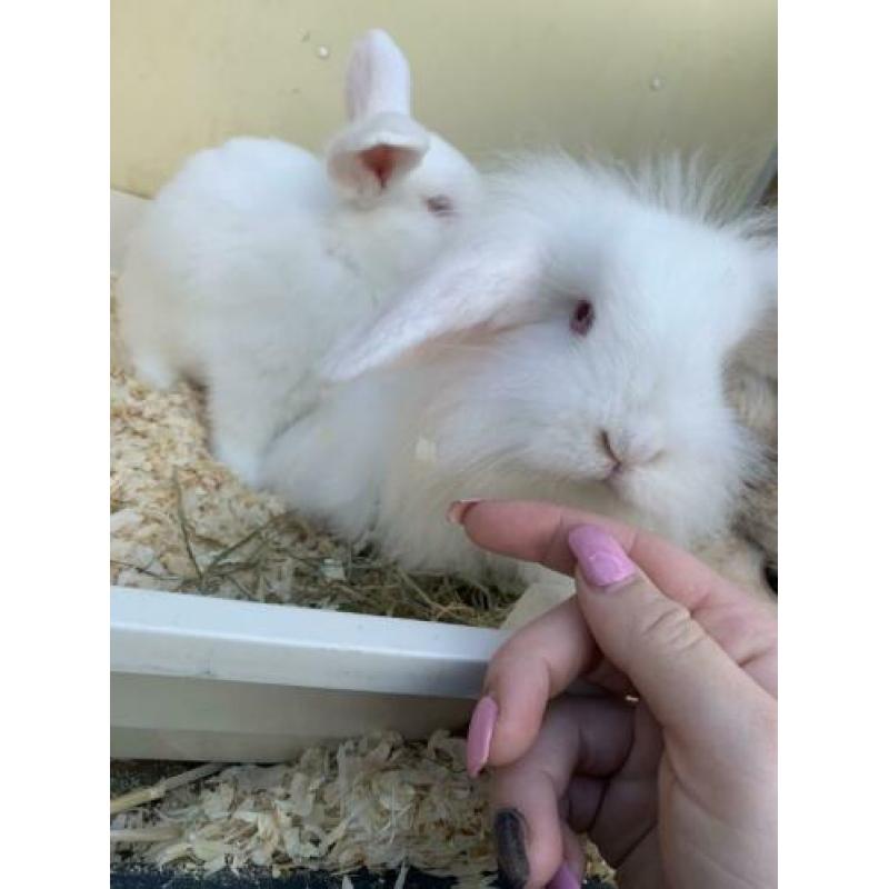Baby konijn