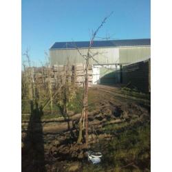 Oude fruitbomen