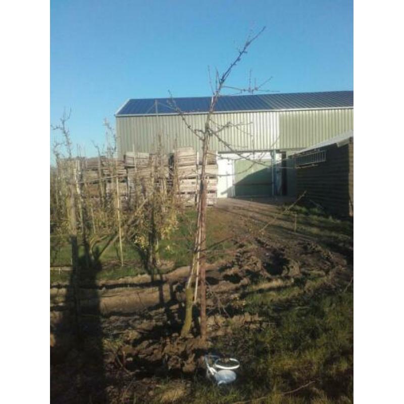 Oude fruitbomen