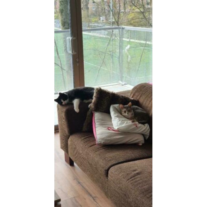 Lieve poes en kat zoeken een thuis.