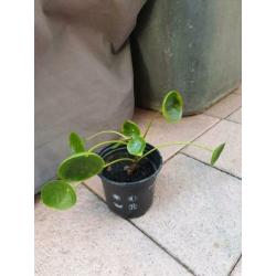 Pannenkoekplant pilea stekje