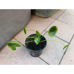 Pannenkoekplant pilea stekje