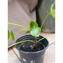 Pannenkoekplant pilea stekje