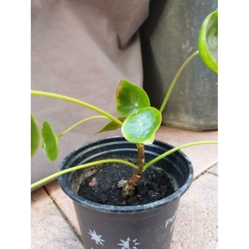 Pannenkoekplant pilea stekje