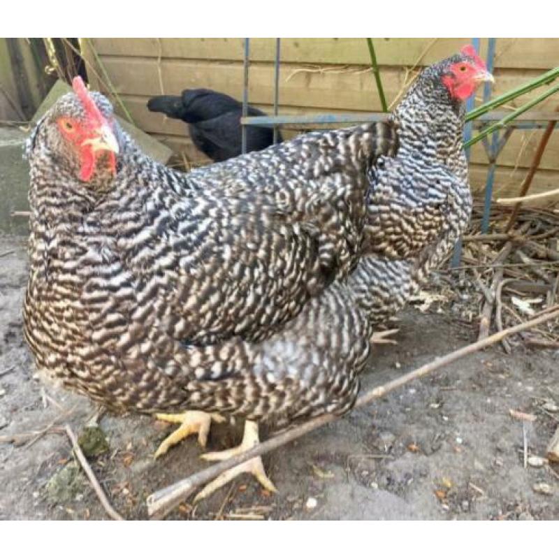 3x grote Mechelse Koekoek hennen hen