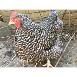 3x grote Mechelse Koekoek hennen hen