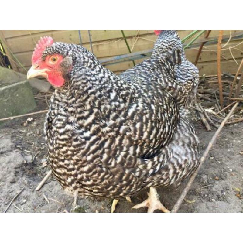 3x grote Mechelse Koekoek hennen hen