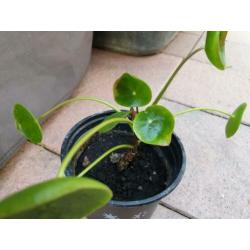 Pannenkoekplant pilea stekje