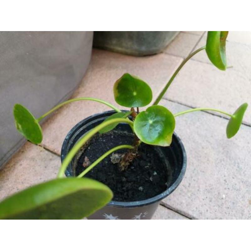 Pannenkoekplant pilea stekje