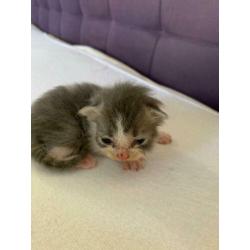 Kittens grijs, vrouwtjes