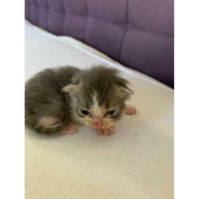 Kittens grijs, vrouwtjes