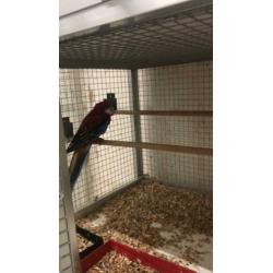 Koppel rosella’s