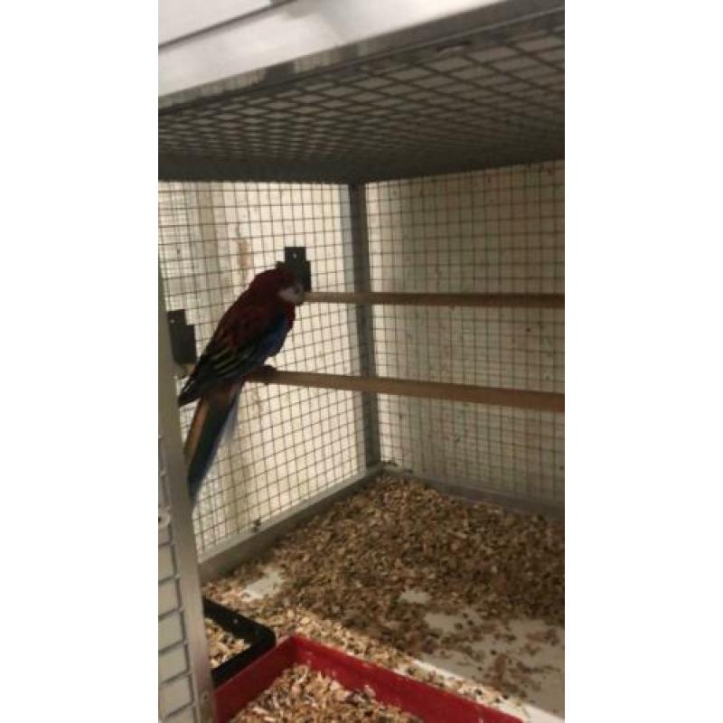 Koppel rosella’s