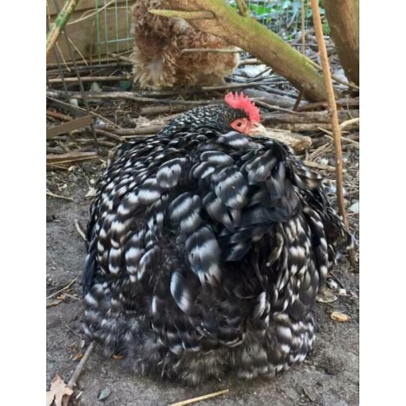 3x grote Mechelse Koekoek hennen hen
