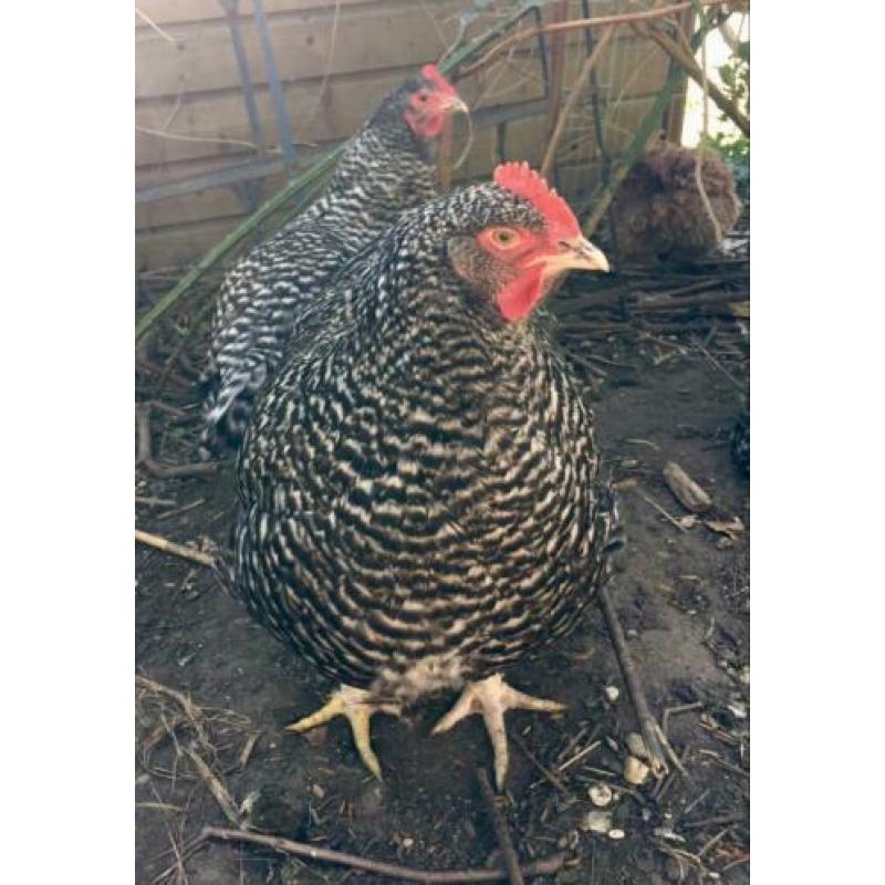 3x grote Mechelse Koekoek hennen hen