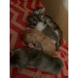 Kittens grijs, vrouwtjes