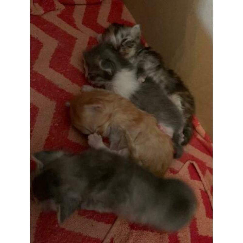 Kittens grijs, vrouwtjes