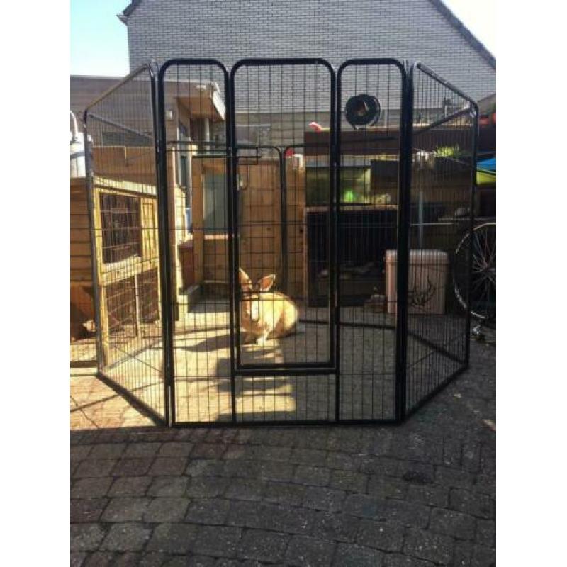 Konijnen ren te koop