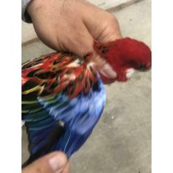 Koppel rosella’s