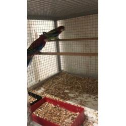 Koppel rosella’s