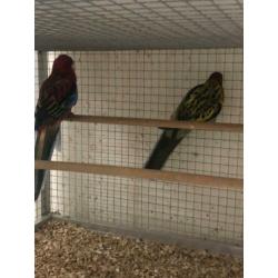 Koppel rosella’s