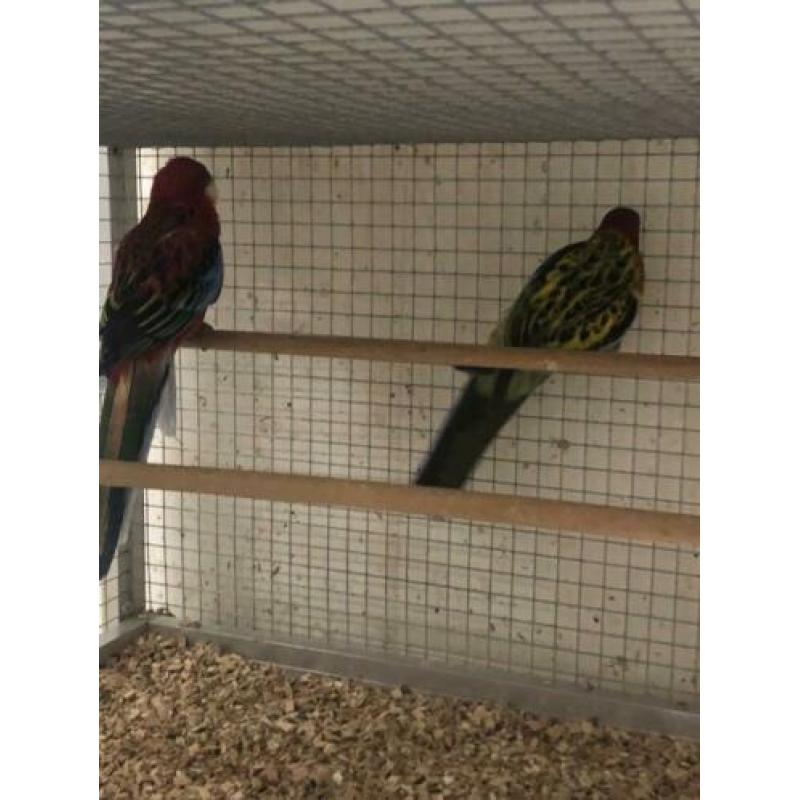 Koppel rosella’s