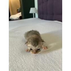 Kittens grijs, vrouwtjes