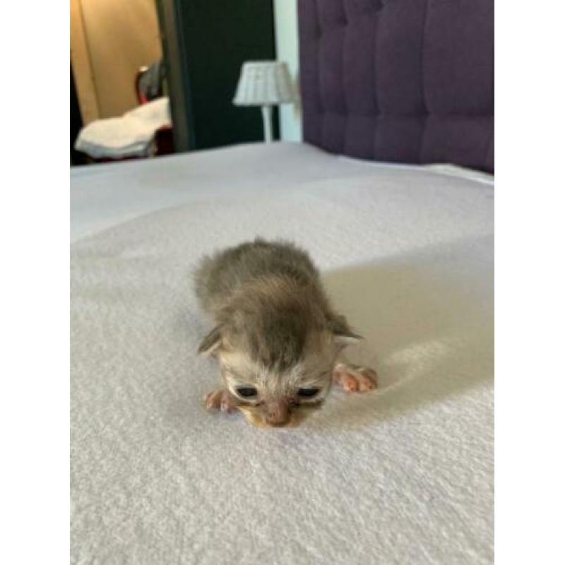 Kittens grijs, vrouwtjes