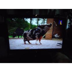22 inch LED TV merk Funai. 50 euro.