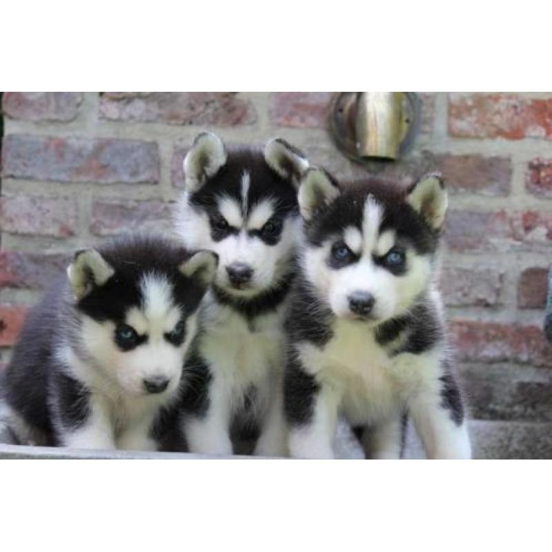 siberische husky pups