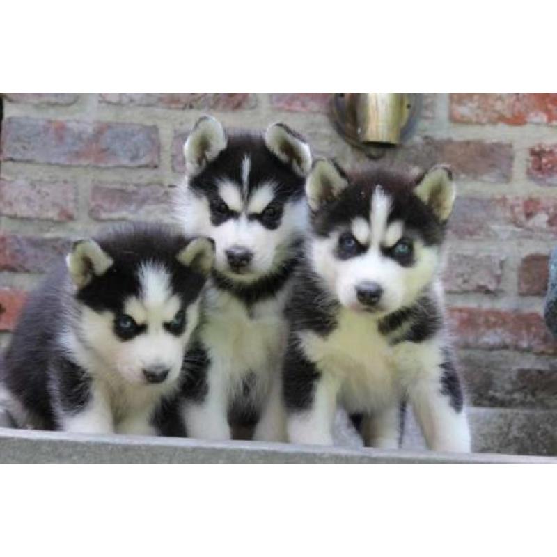 siberische husky pups