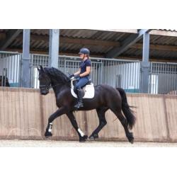 Leuke 3,5 jarige Friese ruin te koop!
