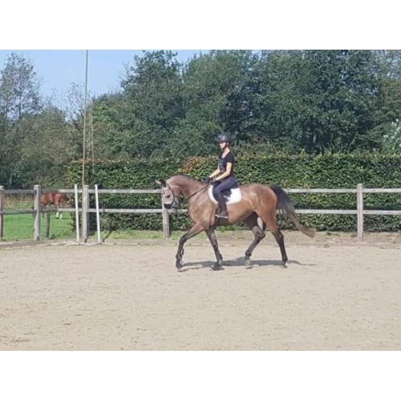 Toekomstige eventer, zeer leuke allrounder. NRPS.