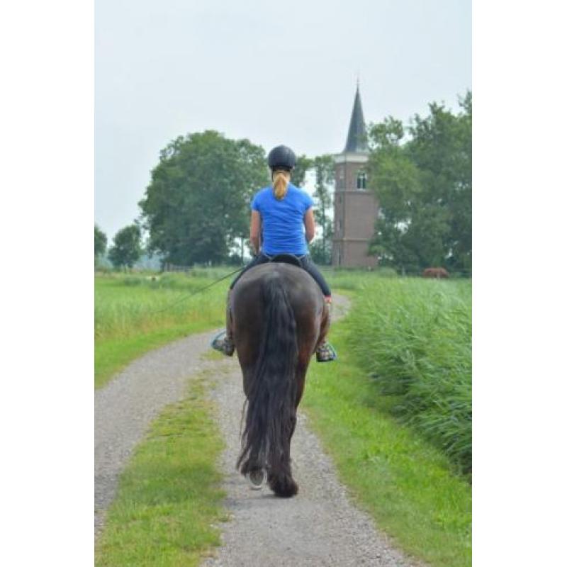 Friese merrie 8jr zkt partner voor eindeloze buitenritten.