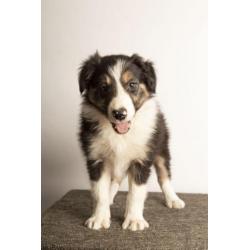 Border collie pup "Finn"