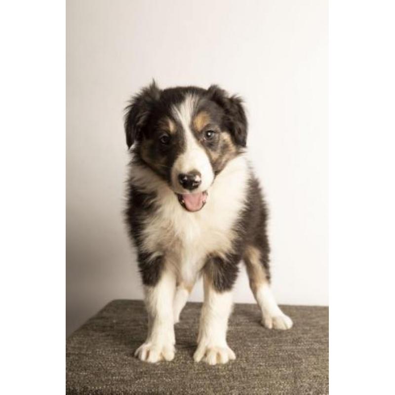Border collie pup "Finn"