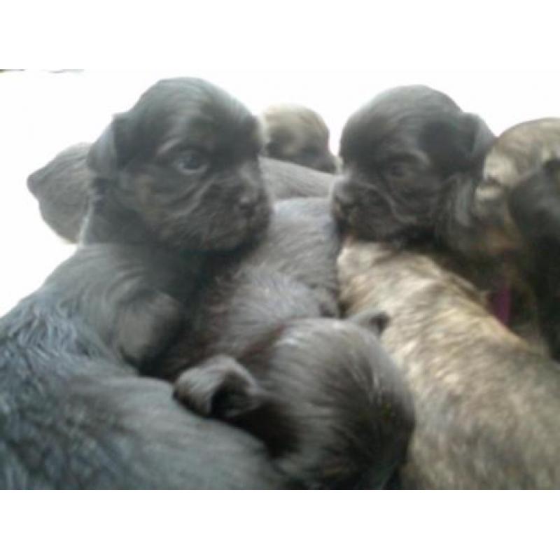 zeer mooie shih tzu , boomer pups verwacht