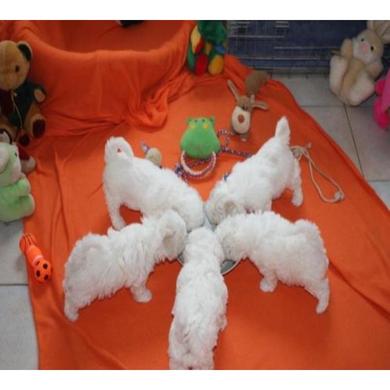 Zeer mooie Bichon Frise pups