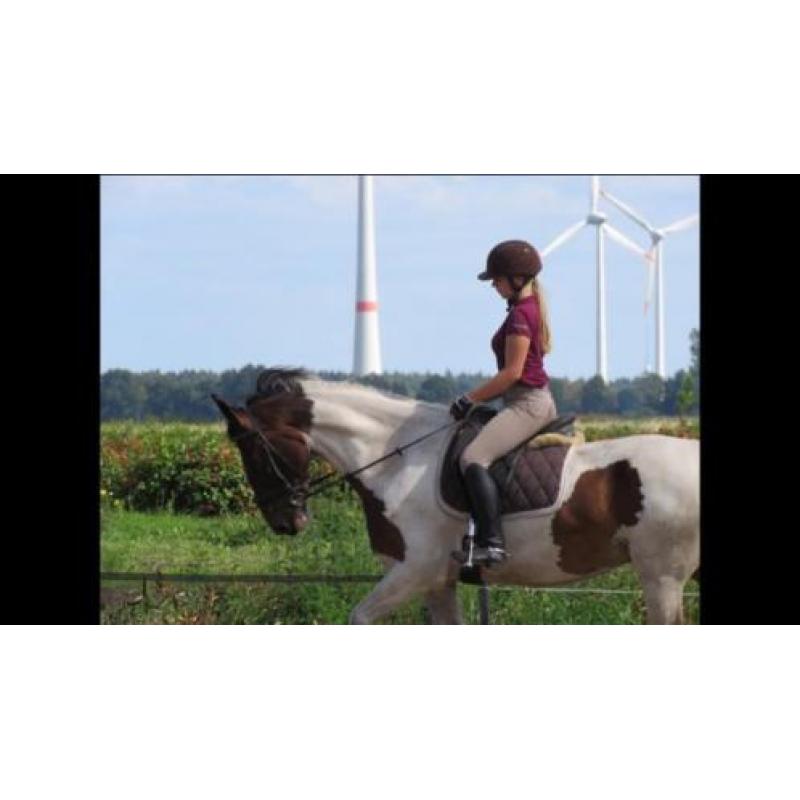 Lieve 5 jarige ruin & 17 jarige b pony, merrie