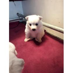 keeshond puppy's te koop