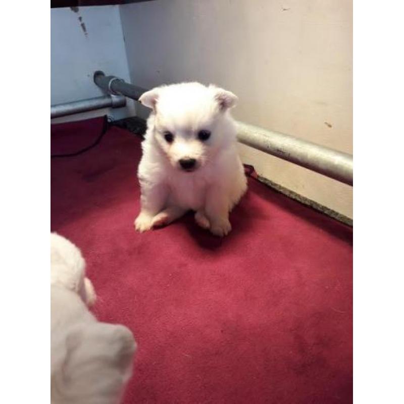 keeshond puppy's te koop