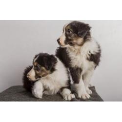 Border collie pup "Finn"