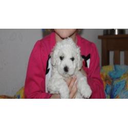 Zeer mooie Bichon Frise pups