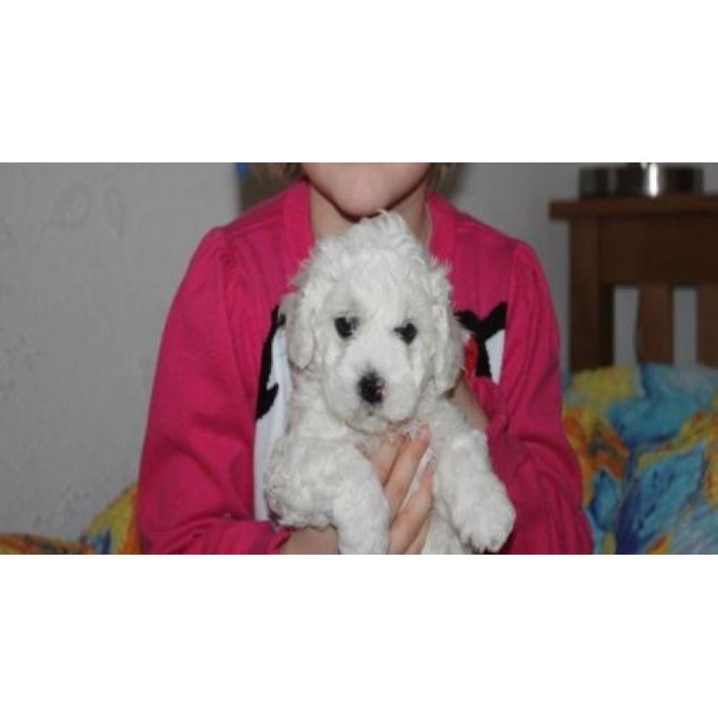 Zeer mooie Bichon Frise pups
