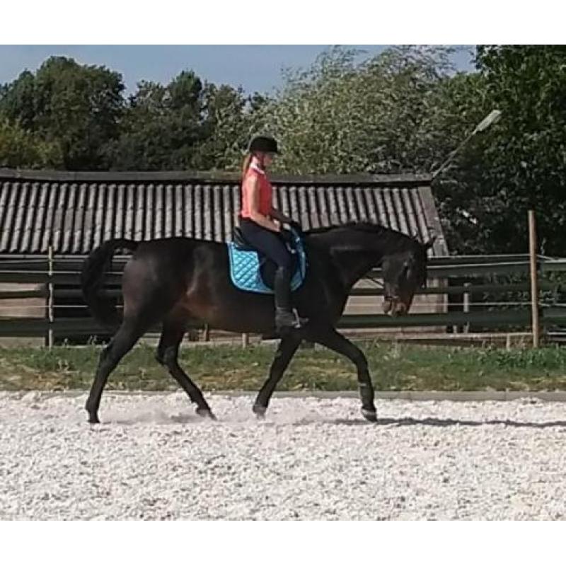 Pittige 11 jarige KWPN merrie